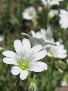 Cerastium spp.